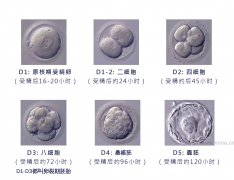 卵裂期胚胎、桑椹胚​​​​​​​、囊胚、