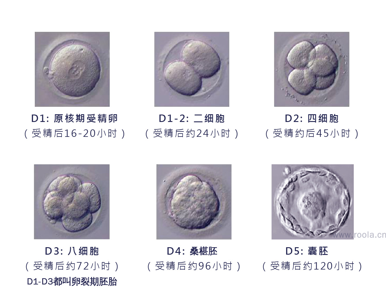 胚胎分裂示意图