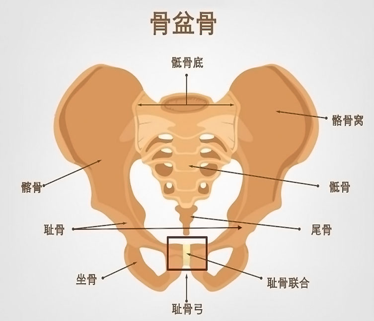 孕妇耻骨位置图