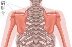 肩胛骨的准确位置图